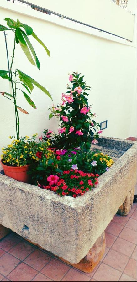 לינה וארוחת בוקר Felline A Casa Tu Zi Melu מראה חיצוני תמונה